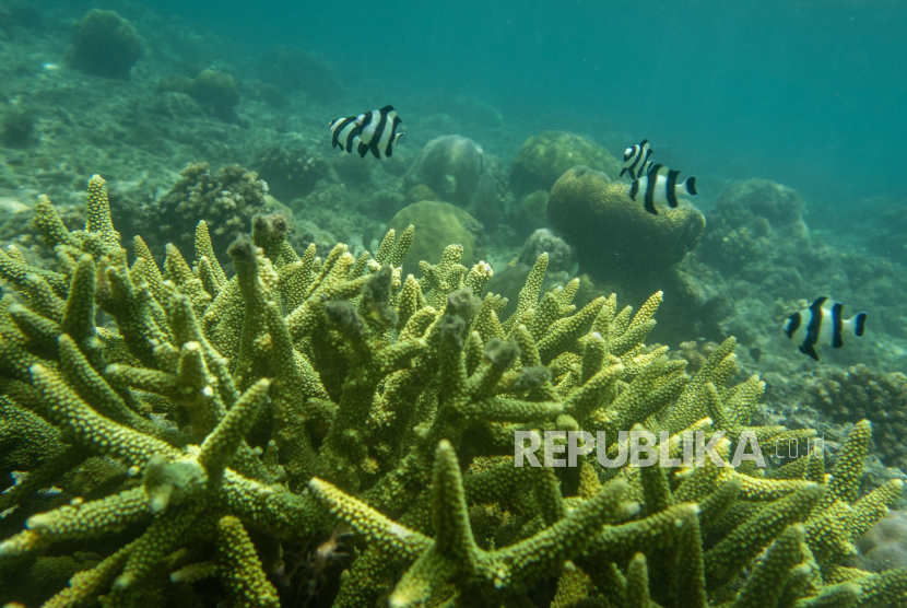 Terumbu Karang di Seluruh Dunia Alami Pemutihan Massal Akibat Pemanasan Laut