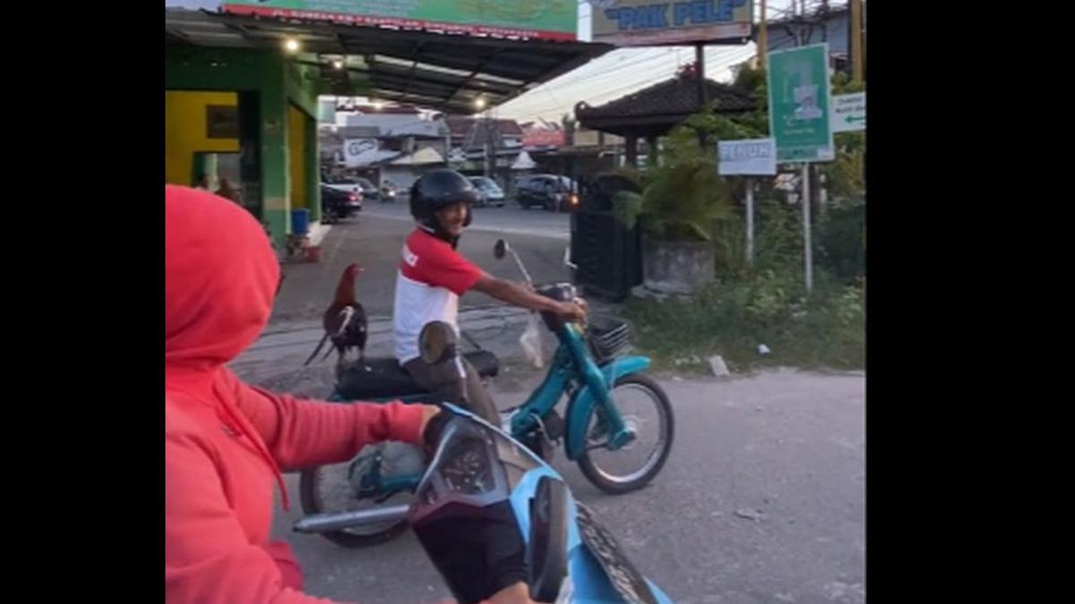 Ayam Jago Dibonceng Naik Motor, Netizen Indonesia Dibuat Terkesima