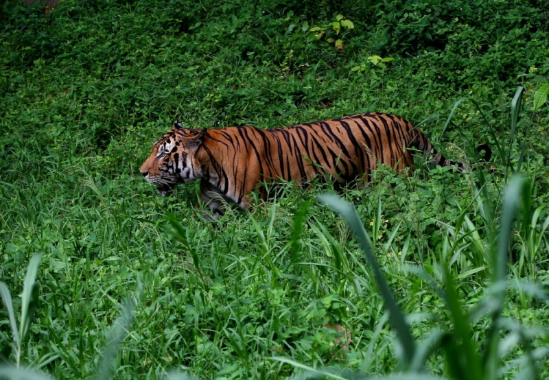 Apa Sifat dari Harimau? Ini Penjelasan Lengkapnya