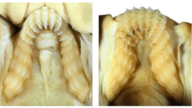 Geger Penemuan Spesies Baru Ikan Hiu, Memiliki Gigi Menyerupai Manusia