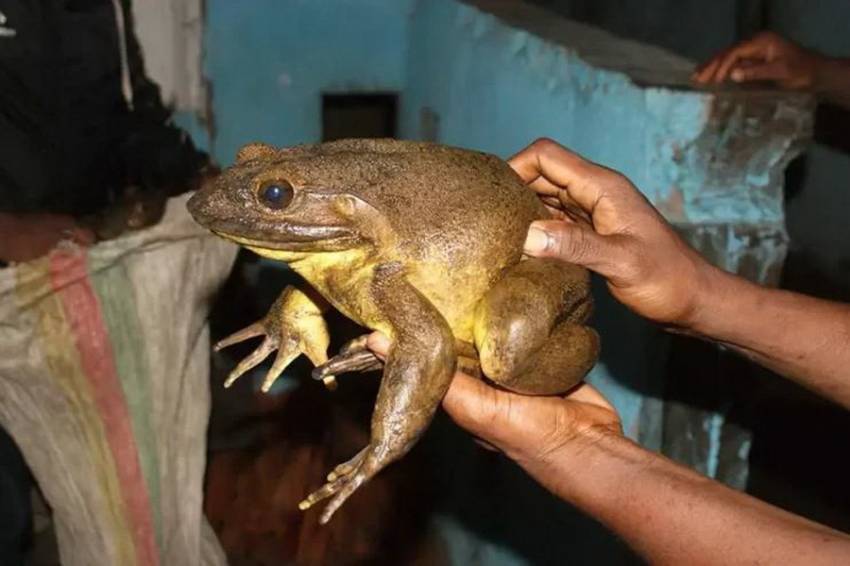 Goliath, Katak Terbesar di Dunia Terancam Punah