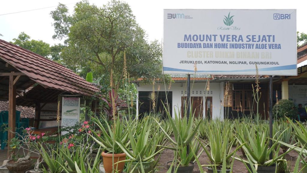 Mengintip Cuan Budidaya Aloe Vera di Gunungkidul, Makin Naik Kelas Berkat BRI