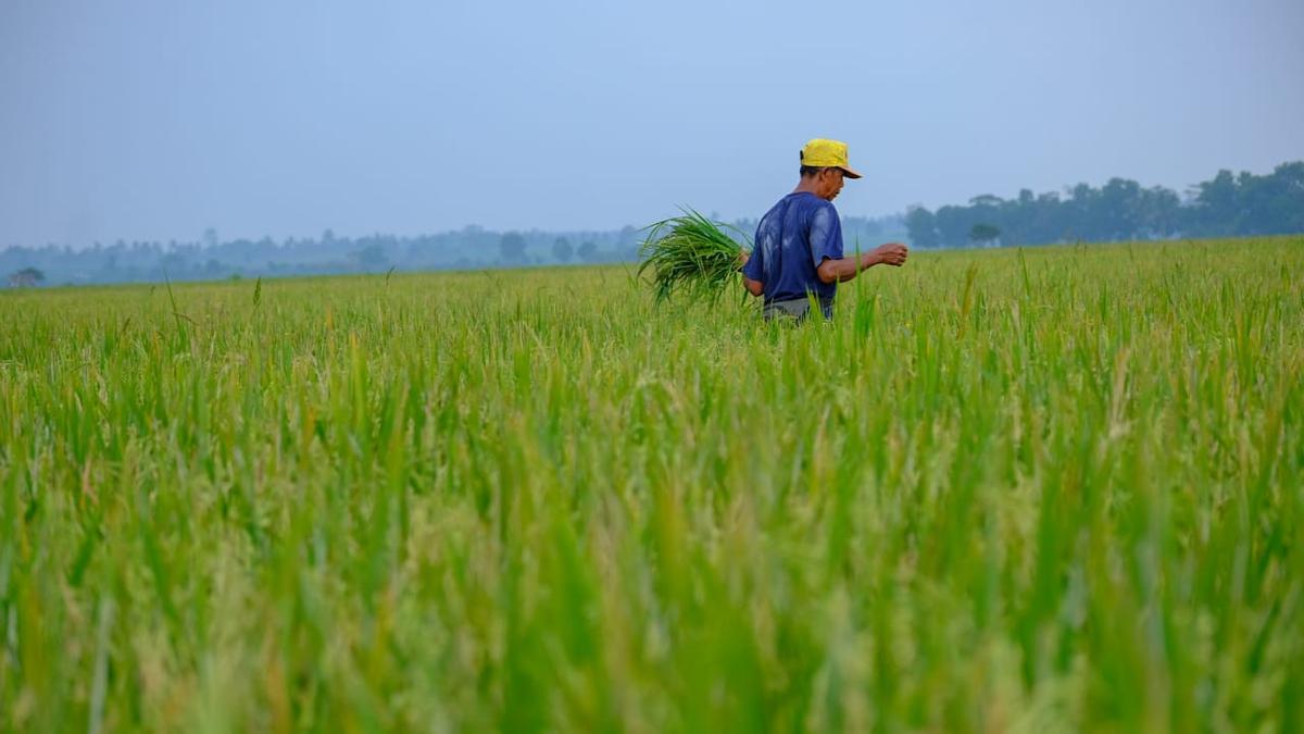 Sukses Bangunkan Lahan Tidur, Produksi Gabah Petani Sidoarjo Capai 8 Ton per Ha