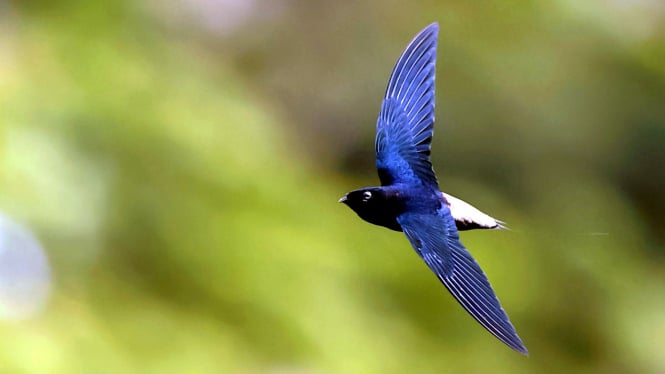 Ungkap Rahasia Kulit Awet Muda Lewat Sarang Burung Walet