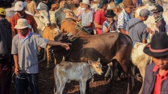 Tata Cara dan Doa Menyembelih Hewan Kurban Sesuai Syariat Islam