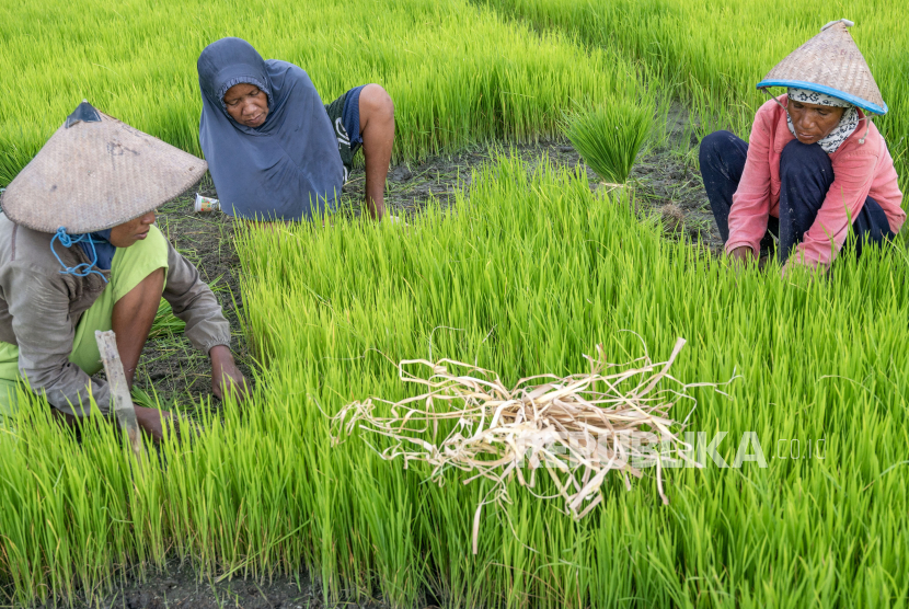 BRIN Bangun Data Geoinfomasi untuk Bantu Wujudkan Ketahanan Pangan