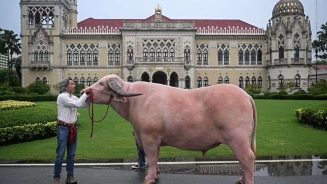 Kerbau Albino Diundang ke Gedung Pemerintah, Harganya Rp7,8 Miliar