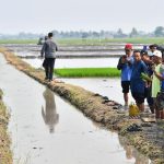 Presiden Tinjau Pompanisasi Kementan di Lampung Selatan