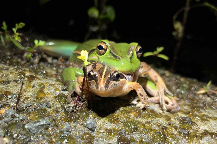 Sadis Ternyata Katak Betina Akan Makan Pasangannya seusai Kawin