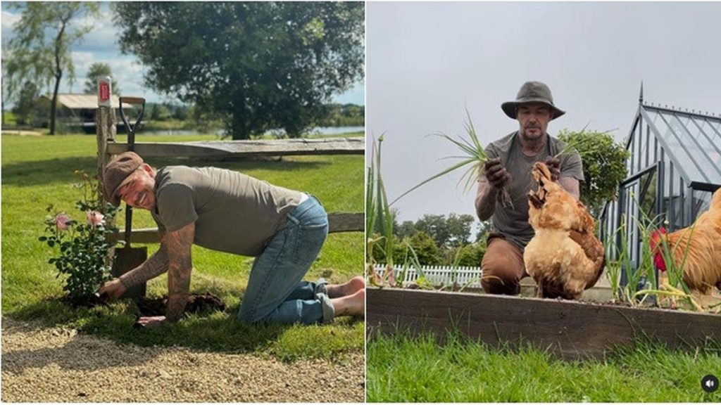 6 Potret David Beckham saat Berkebun, Panen Daun Bawang untuk Victoria