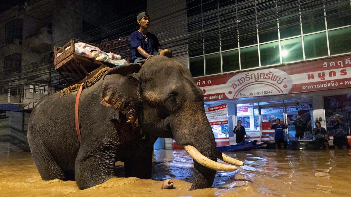 Chiang Mai Kebanjiran, Biksu Thailand Kerahkan Gajah untuk Bantu Korban