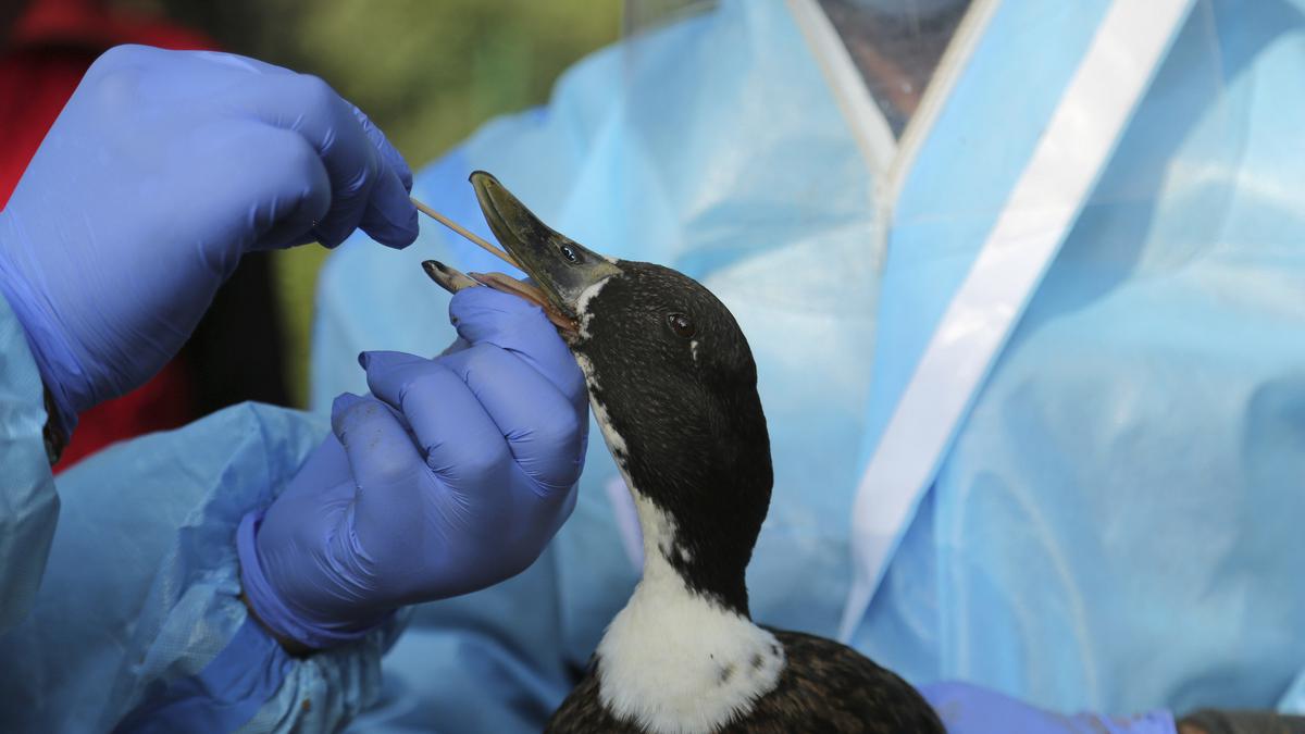 Kasus Flu Burung pada Manusia di India, WHO: Pasien Sempat Alami Gejala Gangguan Napas