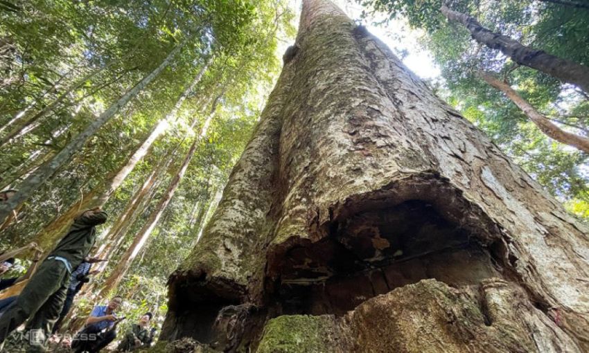 Suara Mengerikan Pohon Terbesar di Dunia Berhasil Direkam Ilmuwan