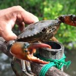 Ilmuwan Larang Rebus Kepiting dalam Keadaan Hidup