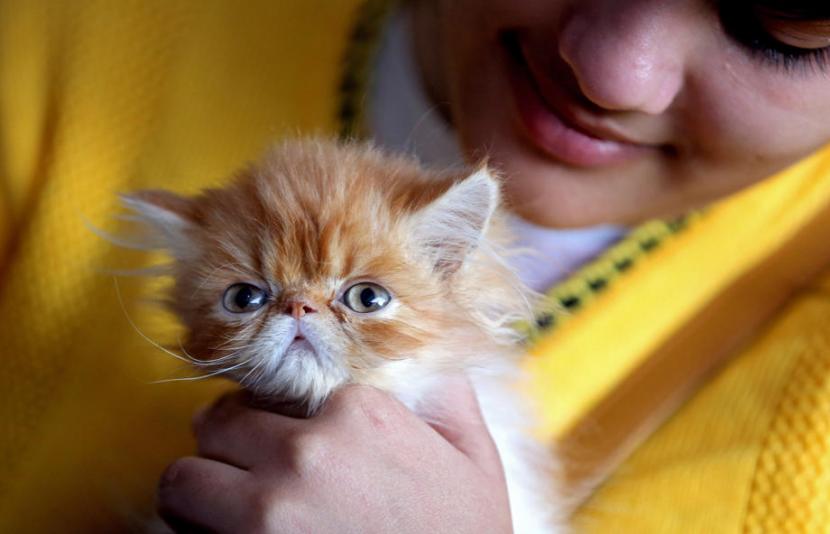 Minum Susu Mentah dari Sapi yang Terinfeksi Flu Burung, Kucing di Peternakan Texas Mati