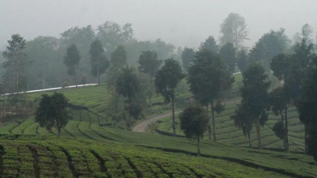 6 Fakta Menarik Gunung Urug yang Manjakan Mata dengan Pemandangan Kebun Teh Rancabolang